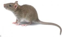 最新老鼠爆料新闻报道,揭秘娱乐圈惊人内幕